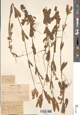 spécimen de Silene disticha