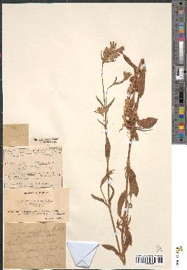 spécimen de Silene disticha
