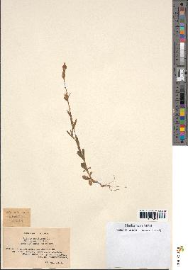 spécimen de Silene nocturna