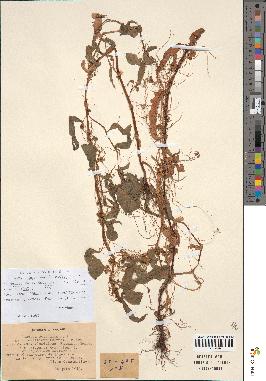 spécimen de Cuscuta australis