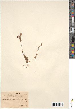 spécimen de Silene colorata