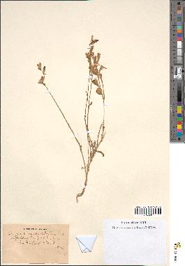spécimen de Silene colorata