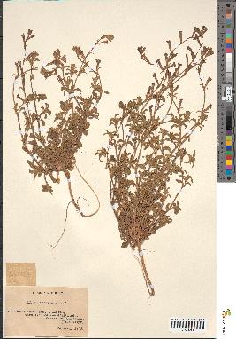 spécimen de Silene imbricata