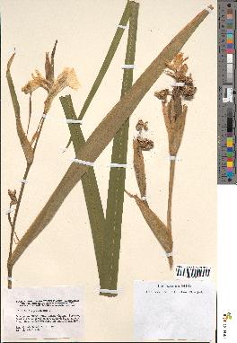spécimen de Iris pseudacorus