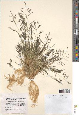 spécimen de Eragrostis pectinacea