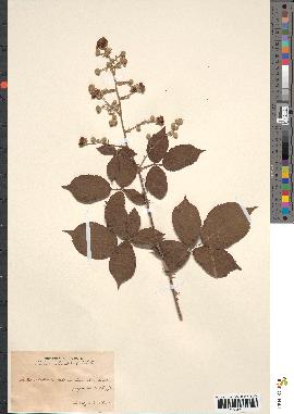 spécimen de Rubus ulmifolius