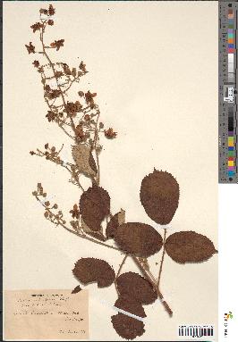 spécimen de Rubus ulmifolius