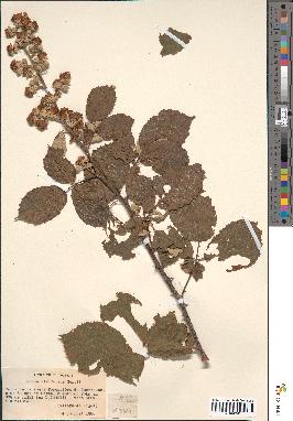 spécimen de Rubus ulmifolius