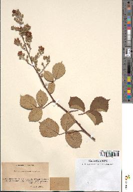 spécimen de Rubus ulmifolius