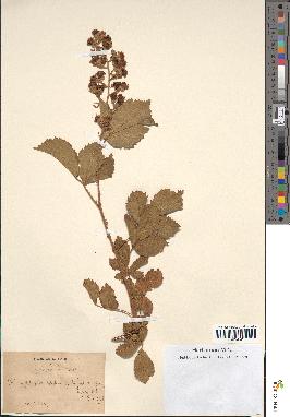 spécimen de Rubus ulmifolius