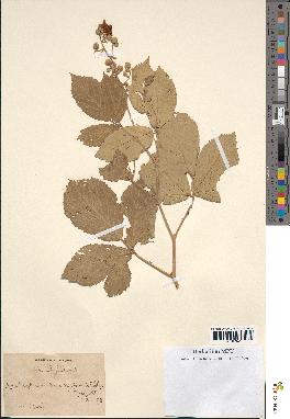 spécimen de Rubus ulmifolius