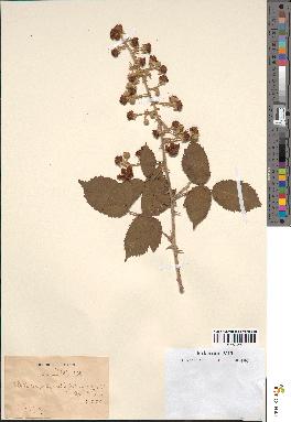 spécimen de Rubus ulmifolius