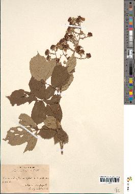 spécimen de Rubus ulmifolius