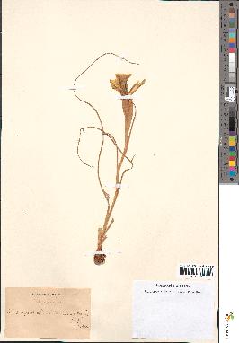 spécimen de Iris juncea