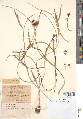 spécimen de Iris sisyrinchium