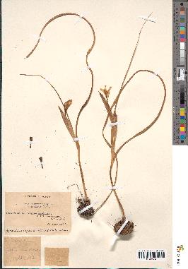 spécimen de Iris sisyrinchium