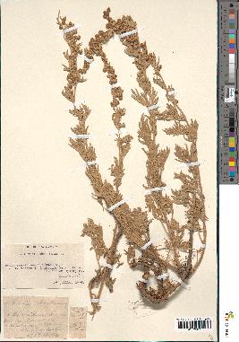 spécimen de Artemisia absinthium