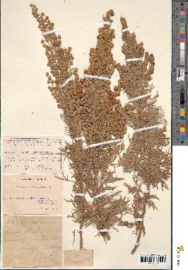 spécimen de Artemisia arborescens