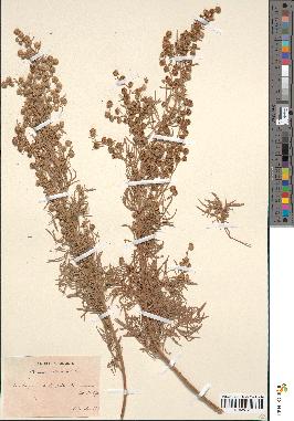 spécimen de Artemisia arborescens