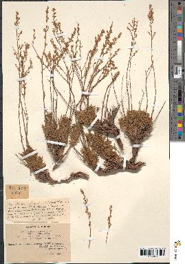 spécimen de Artemisia campestris