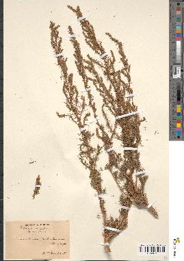 spécimen de Artemisia campestris
