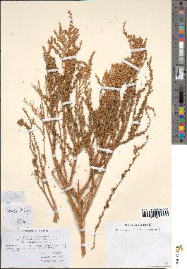 spécimen de Artemisia campestris