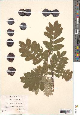 spécimen de Sorbus domestica