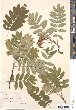 spécimen de Sorbus domestica