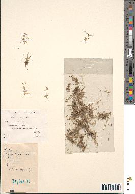 spécimen de Elatine macropoda