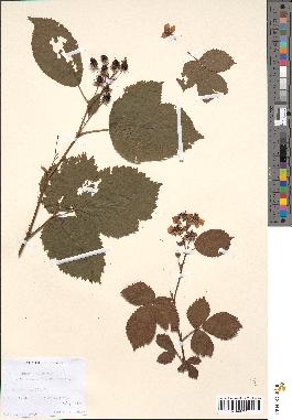 spécimen de Rubus nessensis