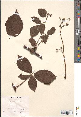 spécimen de Rubus nessensis