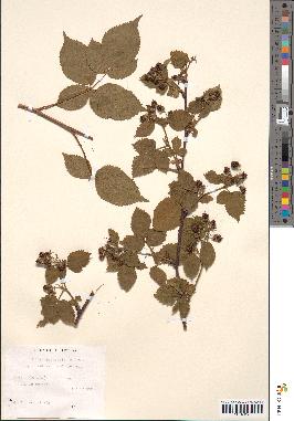 spécimen de Rubus nessensis