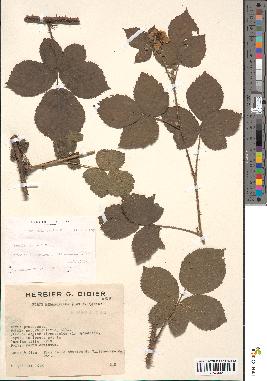 spécimen de Rubus melanoxylon