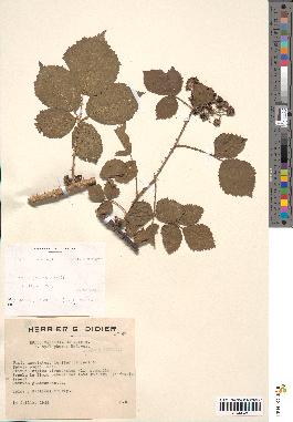 spécimen de Rubus melanoxylon