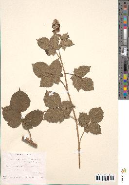 spécimen de Rubus macrophyllus