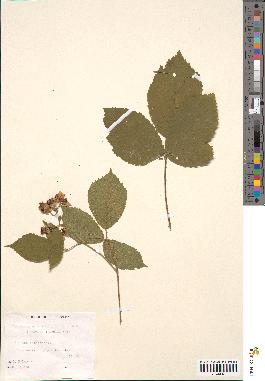 spécimen de Rubus macrophyllus