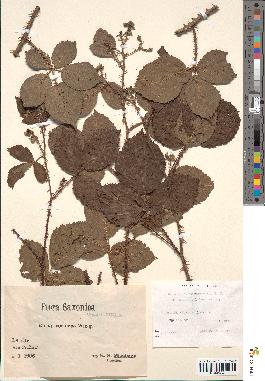 spécimen de Rubus macrophyllus