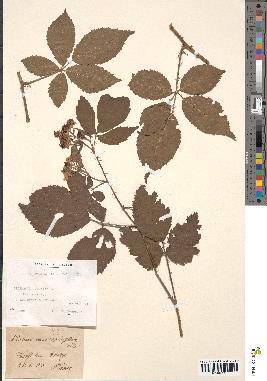 spécimen de Rubus macrophyllus