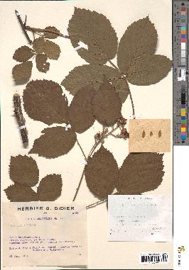 spécimen de Rubus macrophyllus
