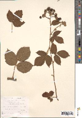 spécimen de Rubus pallidus