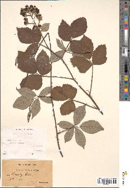 spécimen de Rubus radula