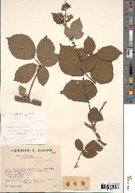 spécimen de Rubus radula