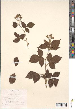 spécimen de Rubus radula