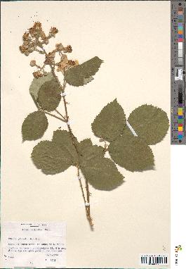 spécimen de Rubus sulcatus