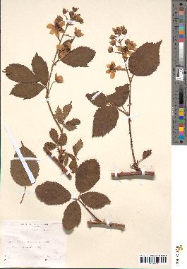 spécimen de Rubus silvaticus