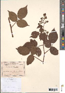 spécimen de Rubus scaber