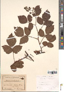 spécimen de Rubus scaber