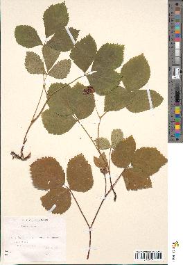 spécimen de Rubus saxatilis