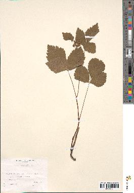 spécimen de Rubus saxatilis