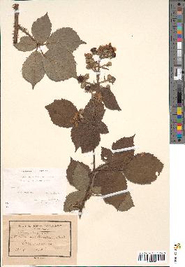 spécimen de Rubus rhombifolius